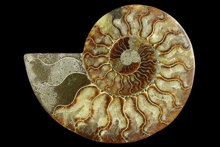 Agatized Ammonite Fossil (Half) - Madagascar #135245